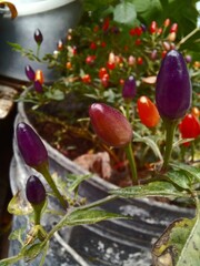 flowers in the garden