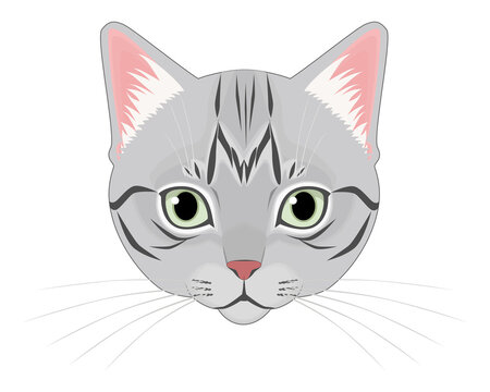 1 303 Best アメリカンショートヘア Images Stock Photos Vectors Adobe Stock