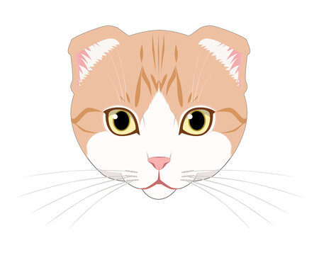 1 819 Best スコティッシュフォールド Images Stock Photos Vectors Adobe Stock 1 819 Best スコティッシュフォールド Images Stock Photos Vectors Adobe Stock