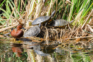 Pond Sliders (Trachemys scripta) & Cinnamon Teal (Spatula cyanoptera)