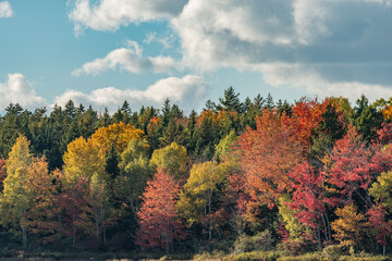 Fototapeta premium Autumn Landscape with Trees