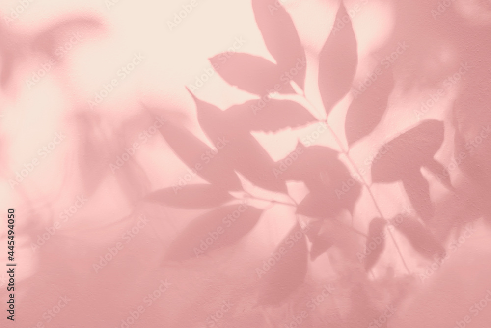 Poster shadow and light pink background of leaf shadow tree branch on white wall texture, shadow overlay ef