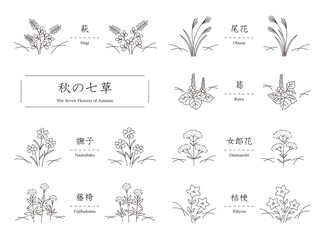 秋の七草（萩、尾花、葛、撫子、女郎花、藤袴、桔梗）シンプルな線画のイラスト