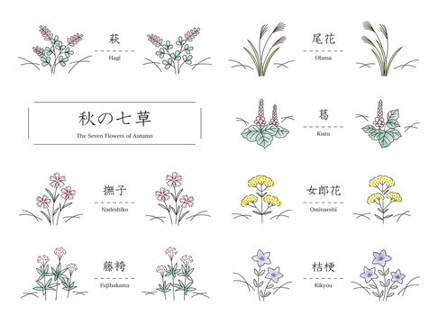 1 949 件の最適な 桔梗の花 画像 ストック写真 ベクター Adobe Stock