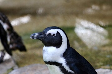 Obraz premium penguin on the rocks