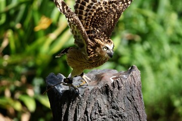 owl taking flight