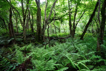 a fascinating dense forest in springtime