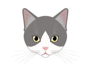 猫の顔(ハチワレ)