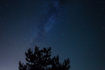 Fototapeta na wymiar pine tree silhouette on night starry sky background