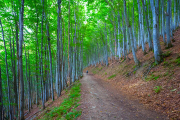 Obraz premium hiker walk by mountain road through beech forest, mountain travel scene