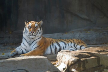 tiger in the zoo
