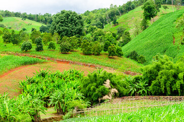 Shifting cultivation landscape of agriculture on the hill, bald mountain in Thailand - obrazy, fototapety, plakaty