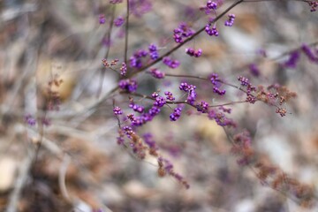 purples berries on branches
