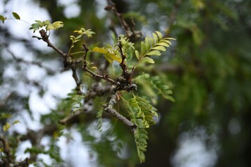 leaves on a branch of a tree