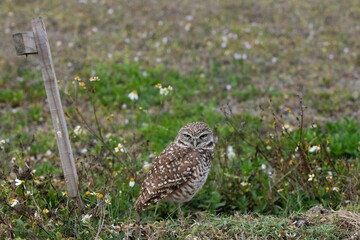 owl in the grass
