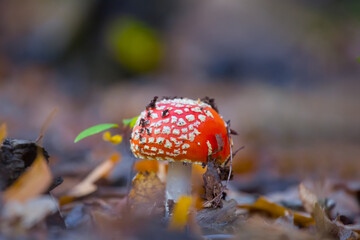 closeup red flyagaric mushroom in forest, good natural forsef background