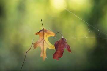 leaves caught in a spider web