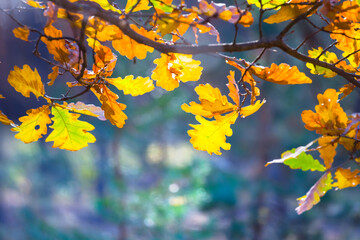 closeup red dry oak tree branch in forest, beautiful autumn natural background