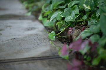plant growing in a garden