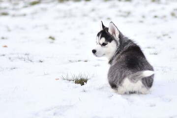 siberian husky puppy in the snow