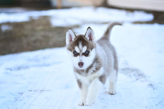 siberian husky puppy in the snow