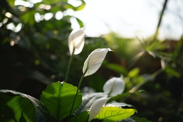 white spring flowers