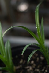 Obraz premium close up of a plant with water droplets
