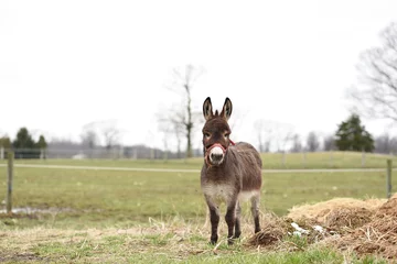 Deurstickers donkey in the field © Julissa