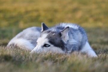 siberian husky in the grass in the sunlight