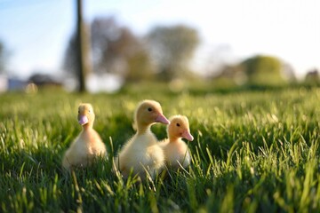 ducklings in the grass