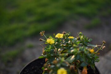 close up of yellow flowers
