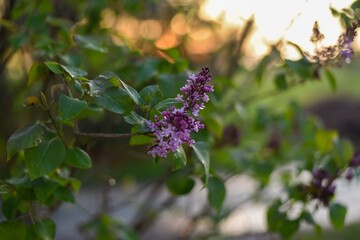 lilac bush