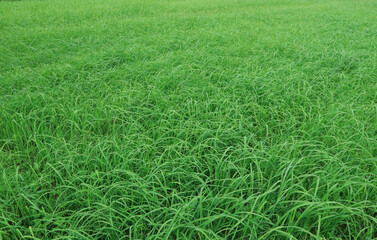 The green rice fields were swaying with the wind blowing.
