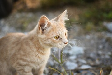 Obraz premium portrait of a cat
