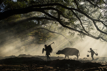 XIAPU, CHINA &ndash; DEC 07, 2019: Farmers walk a buffalo through the morning sunlight under the Banyan trees in Yangjiaxi Village