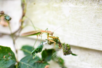 praying mantis on plant
