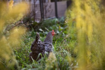 black and white speckled chicken in the grass