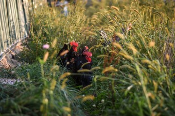 black Japanese bantams in the grass