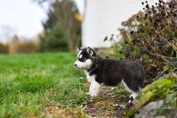 Siberian husky puppy in the grass by bushes