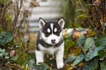 Siberian husky puppy in. bushes