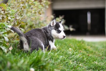 Siberian husky puppy in the grass