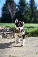 siberian husky puppy outdoors © Julissa