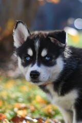Siberian husky puppy outdoors