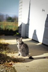 cat on the ground in the sunlight 