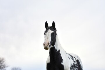 portrait of a black and white paint horse