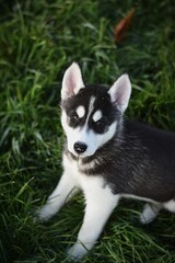 Siberian husky puppy in the grass