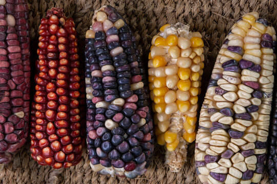 Maiz criollo mexicano