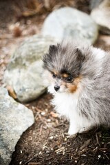 Pomeranian puppy