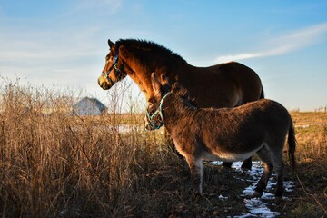 Fototapeta na wymiar donkey and horse in the field