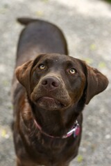 portrait of a chocolate Labrador retriever